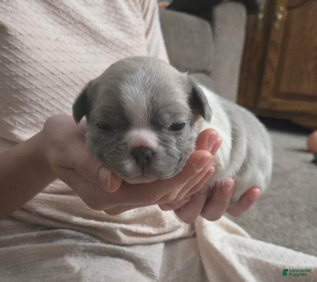 French Bulldog dogs for sale: Hope - Ad 1