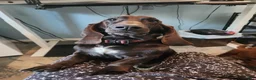 Basset Hound dogs for sale: 💙READY NOW black collar - Ad 13