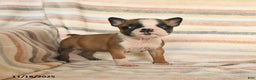 Boston Terrier dogs for sale: Daisy - Ad 2