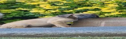 Great Dane dogs for sale: Great Dane 1 - Ad 7