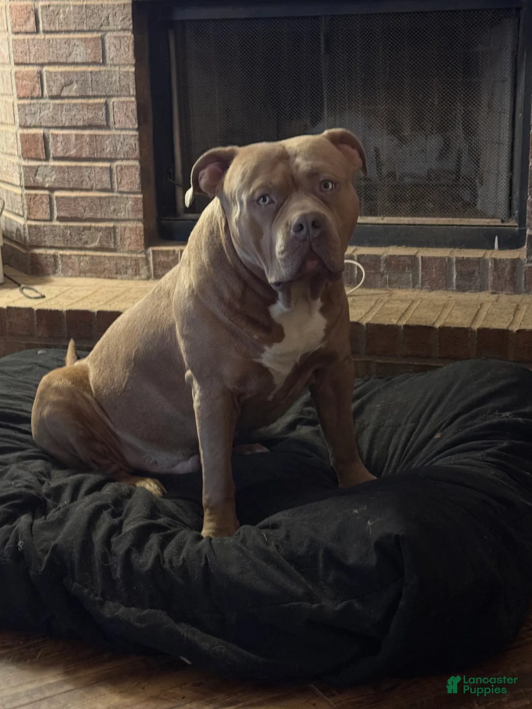 Mixed Breed dogs for sale: Mixed Breed Puppy 6 - Ad 3