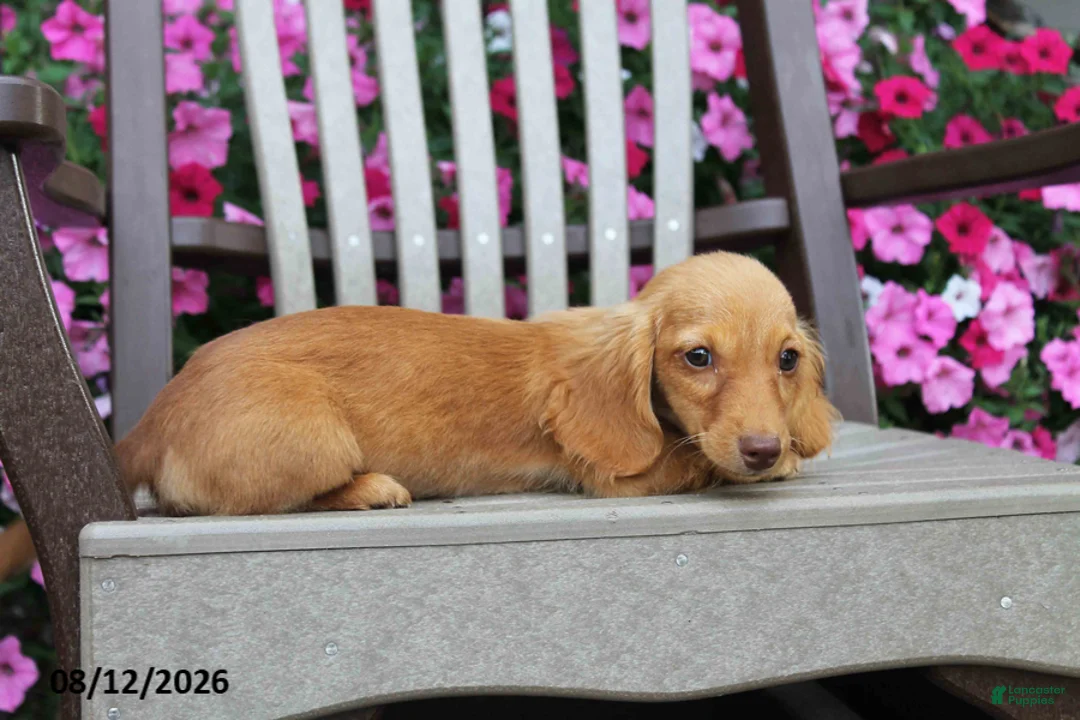 Miniature Dachshund dogs for sale: Jonah - Ad 1