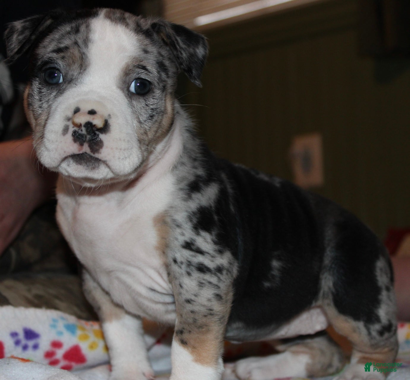 American Bully dogs Daisy Doo - Ad 1