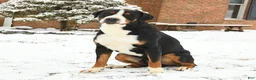 Greater Swiss Mountain Dog dogs for sale: Fern - Ad 4