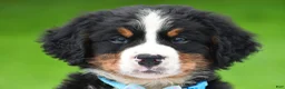 Bernese Mountain Dog dogs for sale: Ned - Ad 14