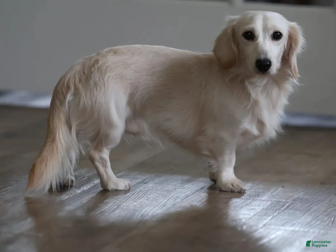 Miniature Dachshund dogs for sale: Camper  - Ad 9