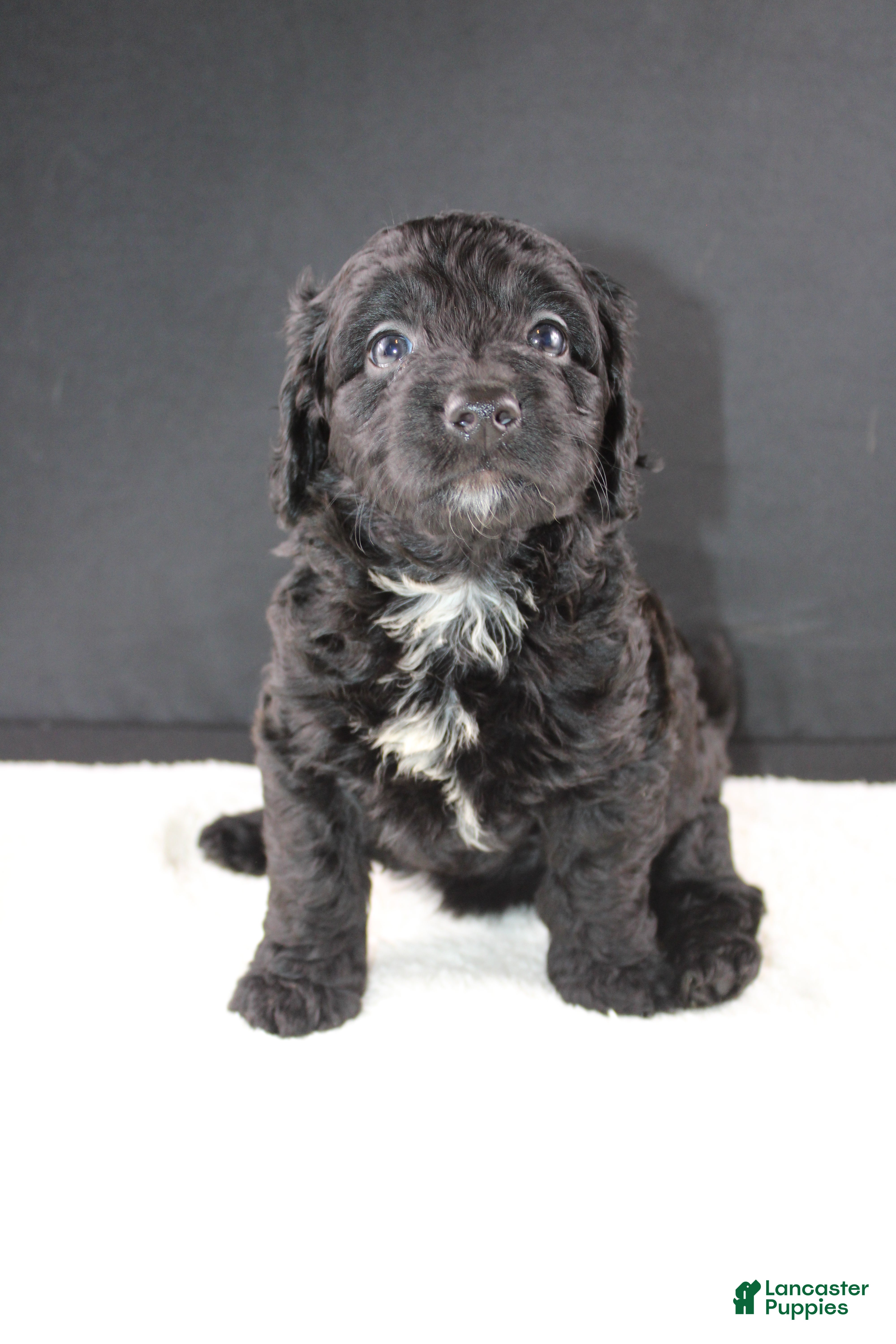 Mini Goldendoodle dogs Felicity - Ad 3