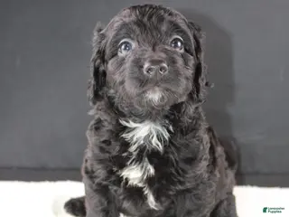 Mini Goldendoodle dogs Felicity - Ad 8