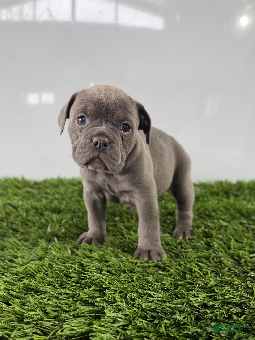 Olde English Bulldogge dogs for sale: Trixie - Ad 1