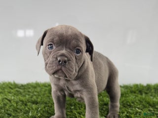 Olde English Bulldogge dogs Trixie - Ad 2