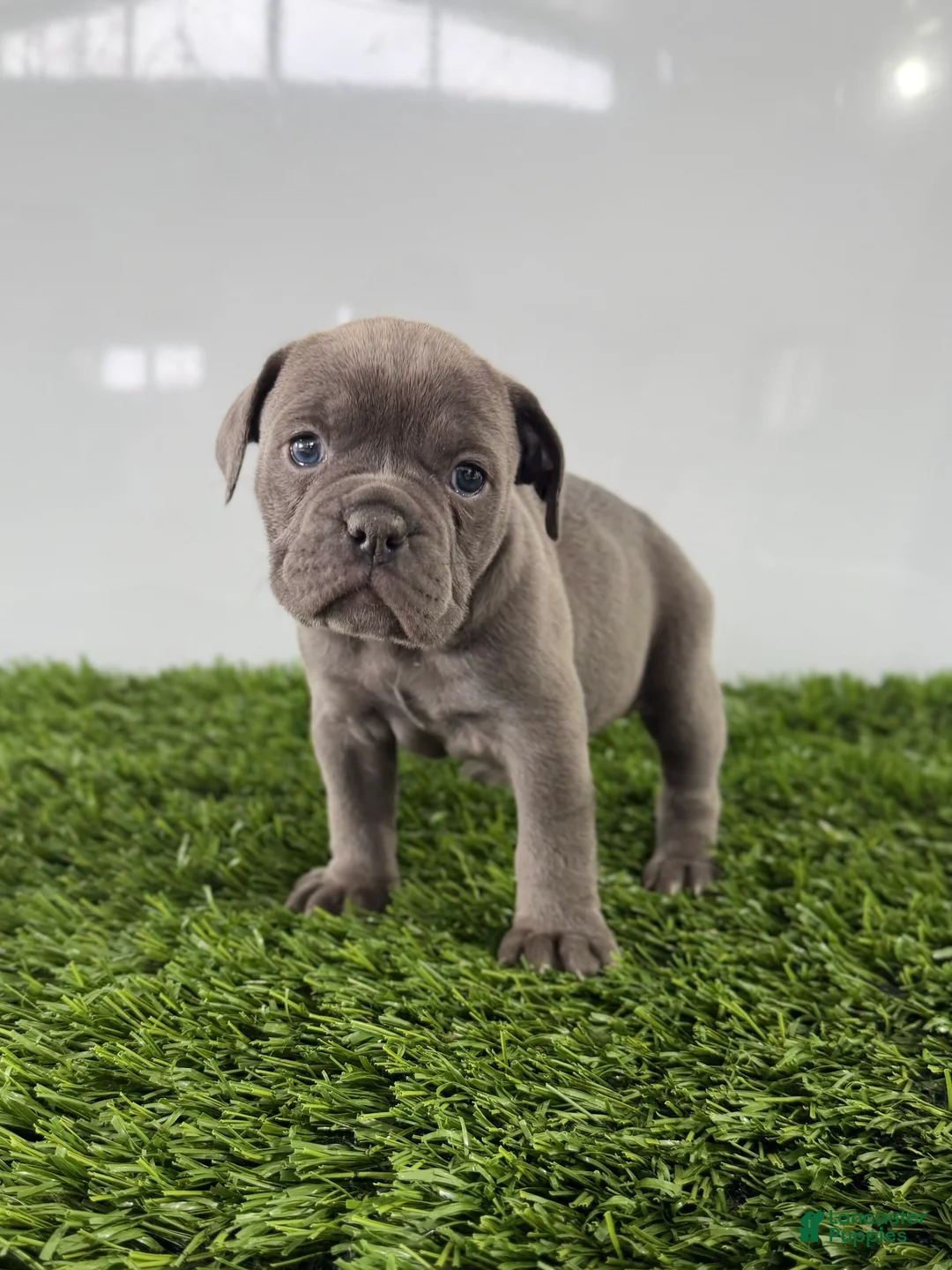 Olde English Bulldogge dogs for sale: Trixie - Ad 1
