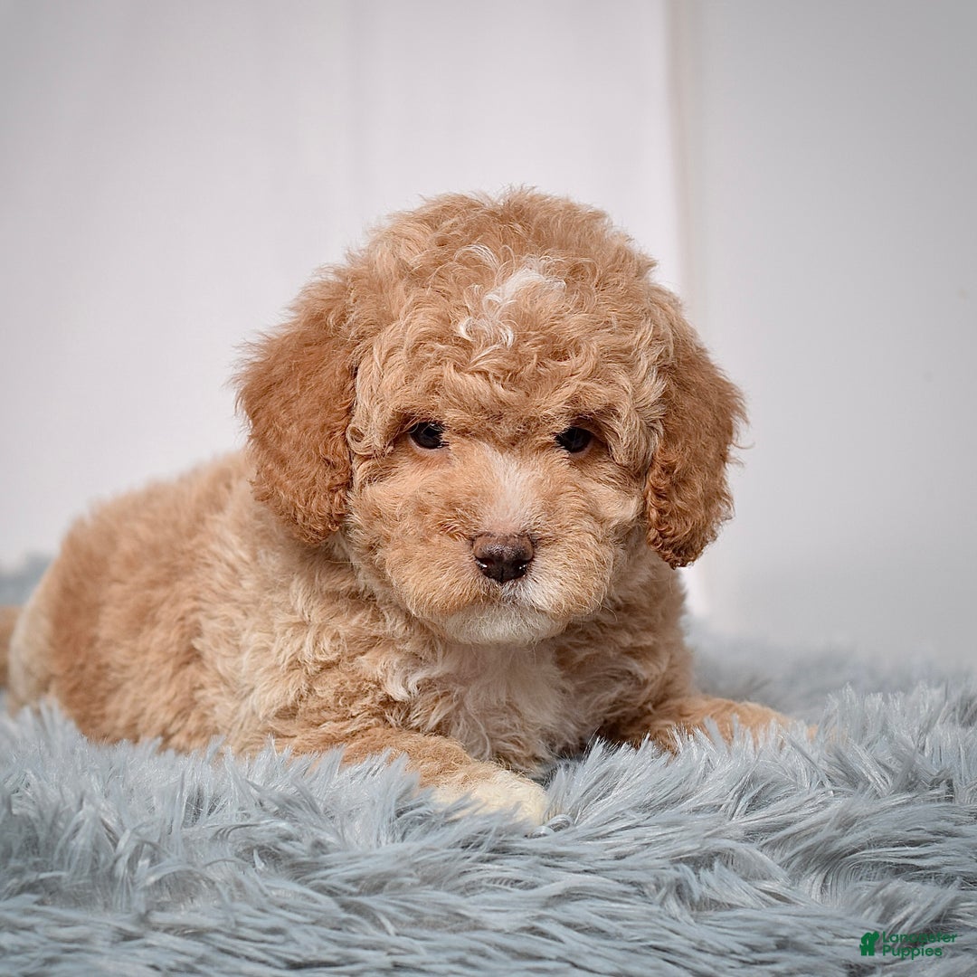 Mini Goldendoodle dogs for sale: Mr. Orlando - Ad 7
