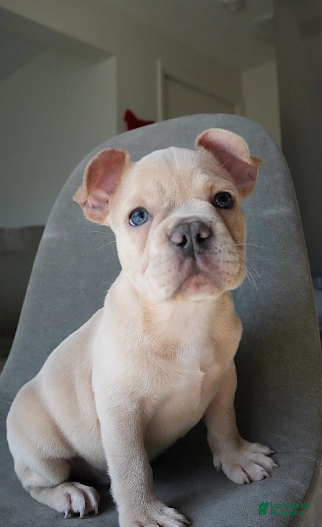 French Bulldog dogs for sale: Soy - Ad 2