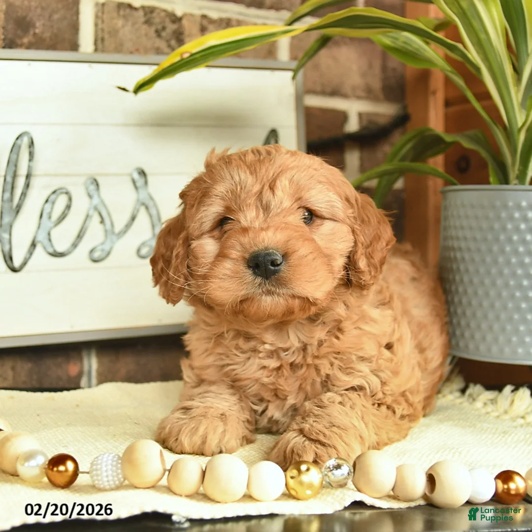 Mixed Breed dogs for sale: Olof  - Ad 4