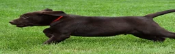 Labrador Retriever dogs for sale: Wilson - Ad 3