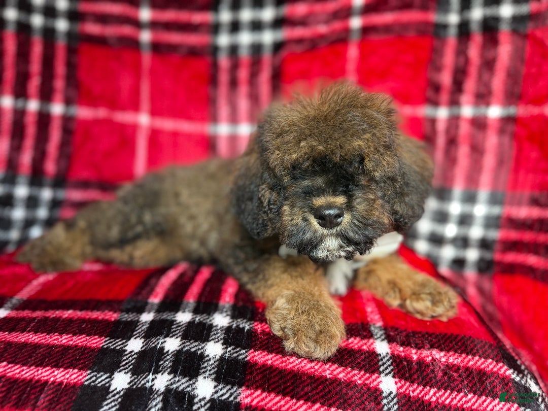 Cockapoo dogs for sale: Nacho - Ad 8