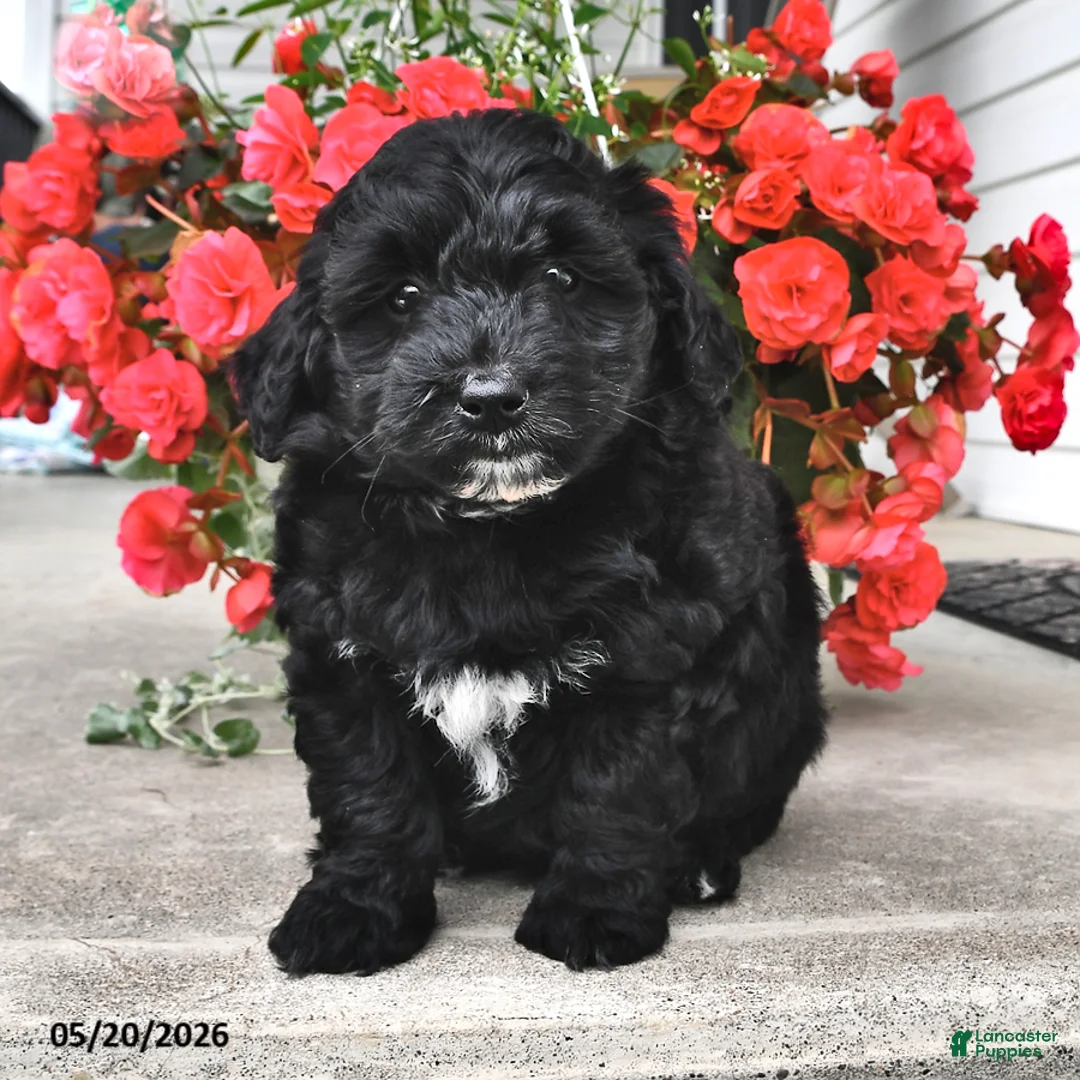 Mini Aussiedoodle dogs for sale: Tucker - Ad 1