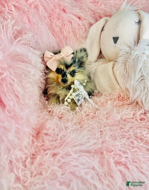 Pomeranian dogs Merle Pomeranian 1 - Ad 1