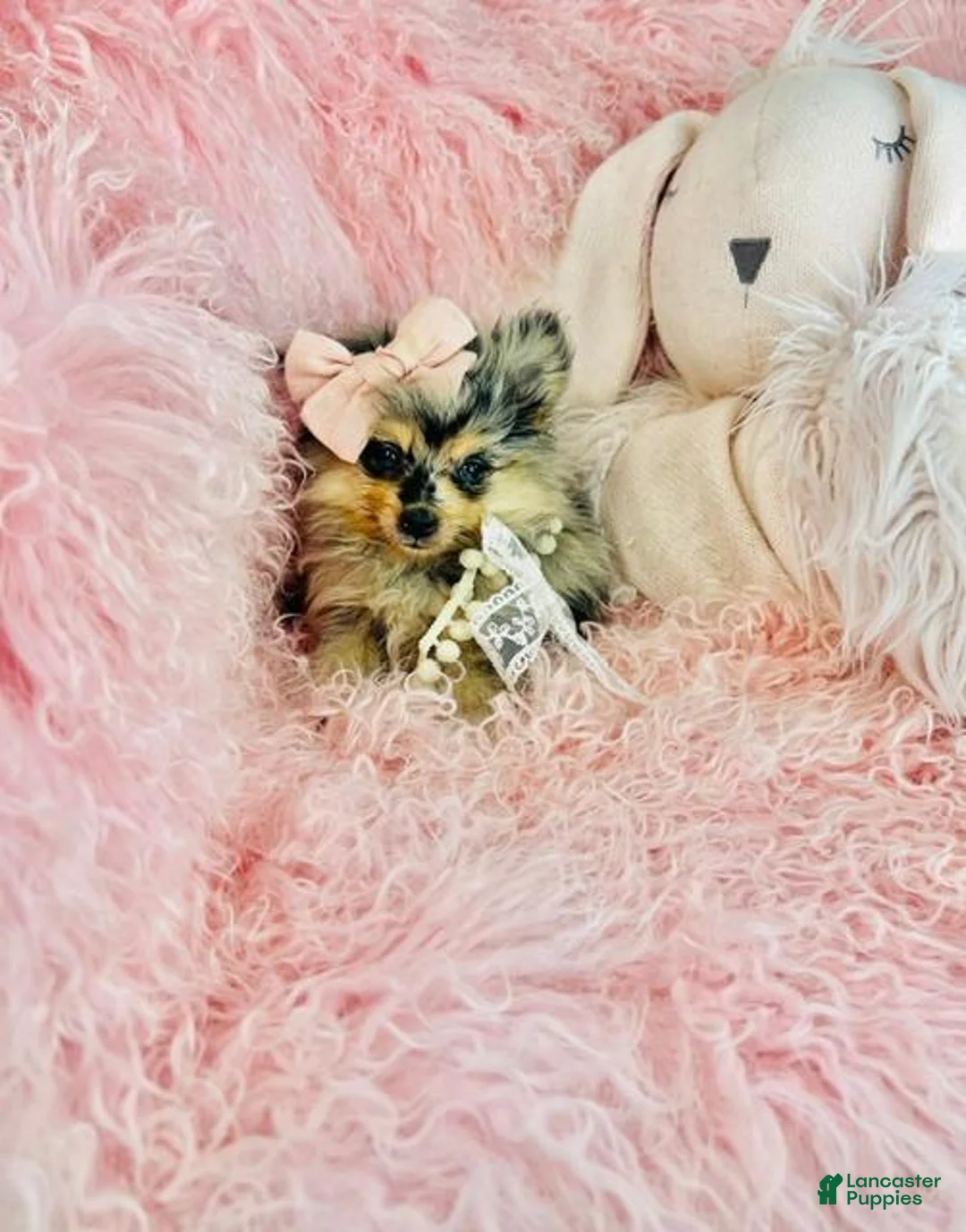Pomeranian dogs for sale: Merle Pomeranian 1 - Ad 1