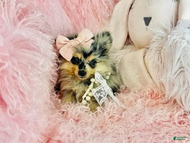 Pomeranian dogs for sale: Merle Pomeranian 1 - Ad 1