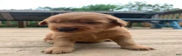 Golden Retriever dogs for sale: Aspen - Ad 5