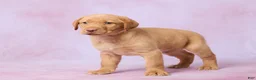 Labrador Retriever dogs for sale: Houston - Ad 5