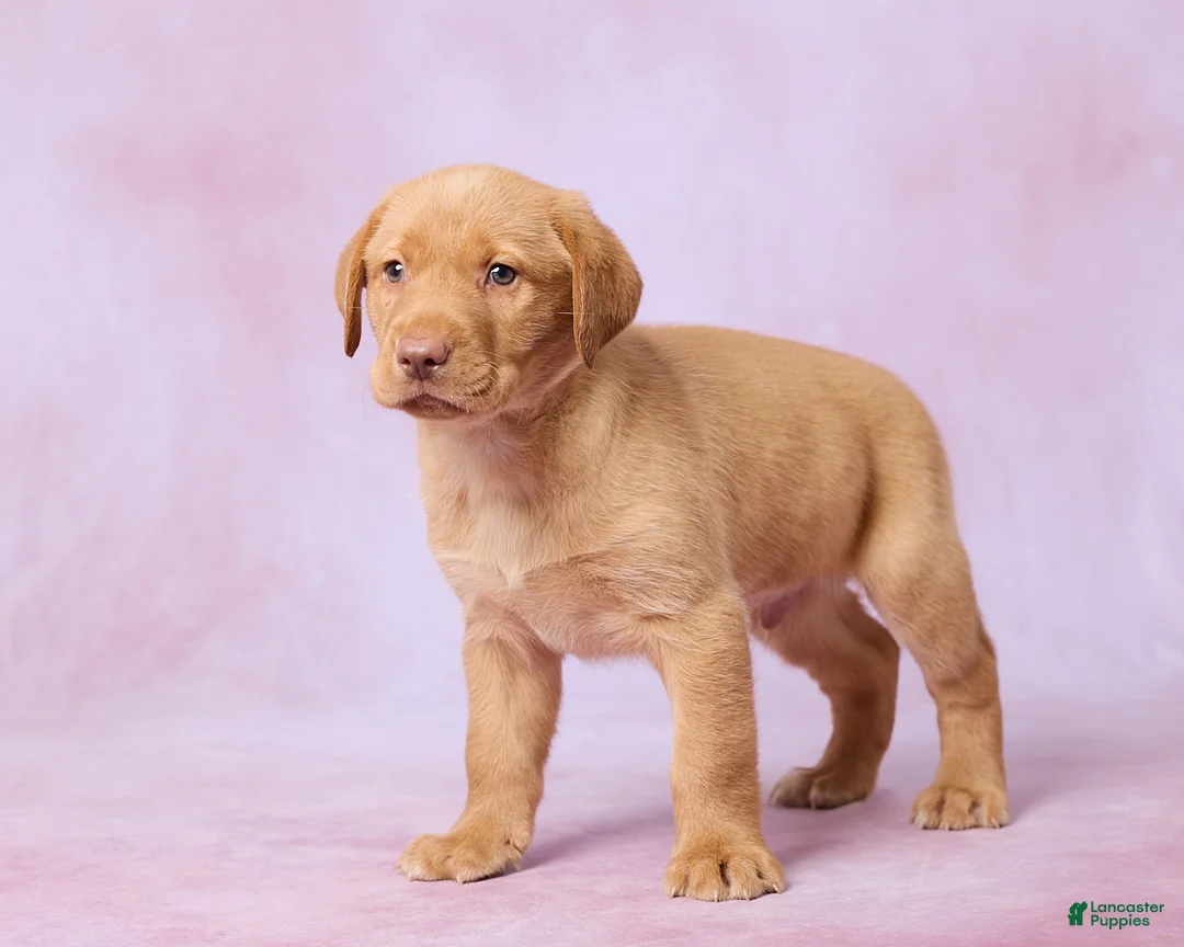 Labrador Retriever dogs for sale: Houston - Ad 5