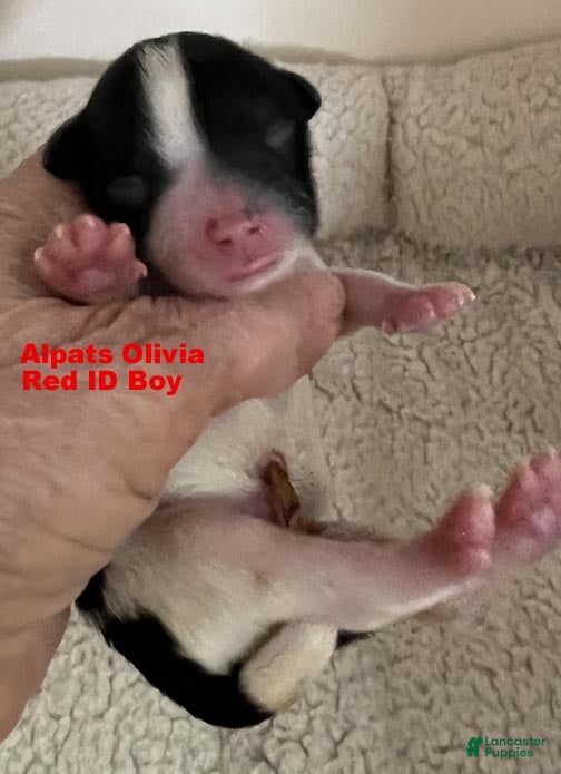 Miniature Schnauzer dogs Miniature Schnauzer 1 Red ID Boy - Ad 1
