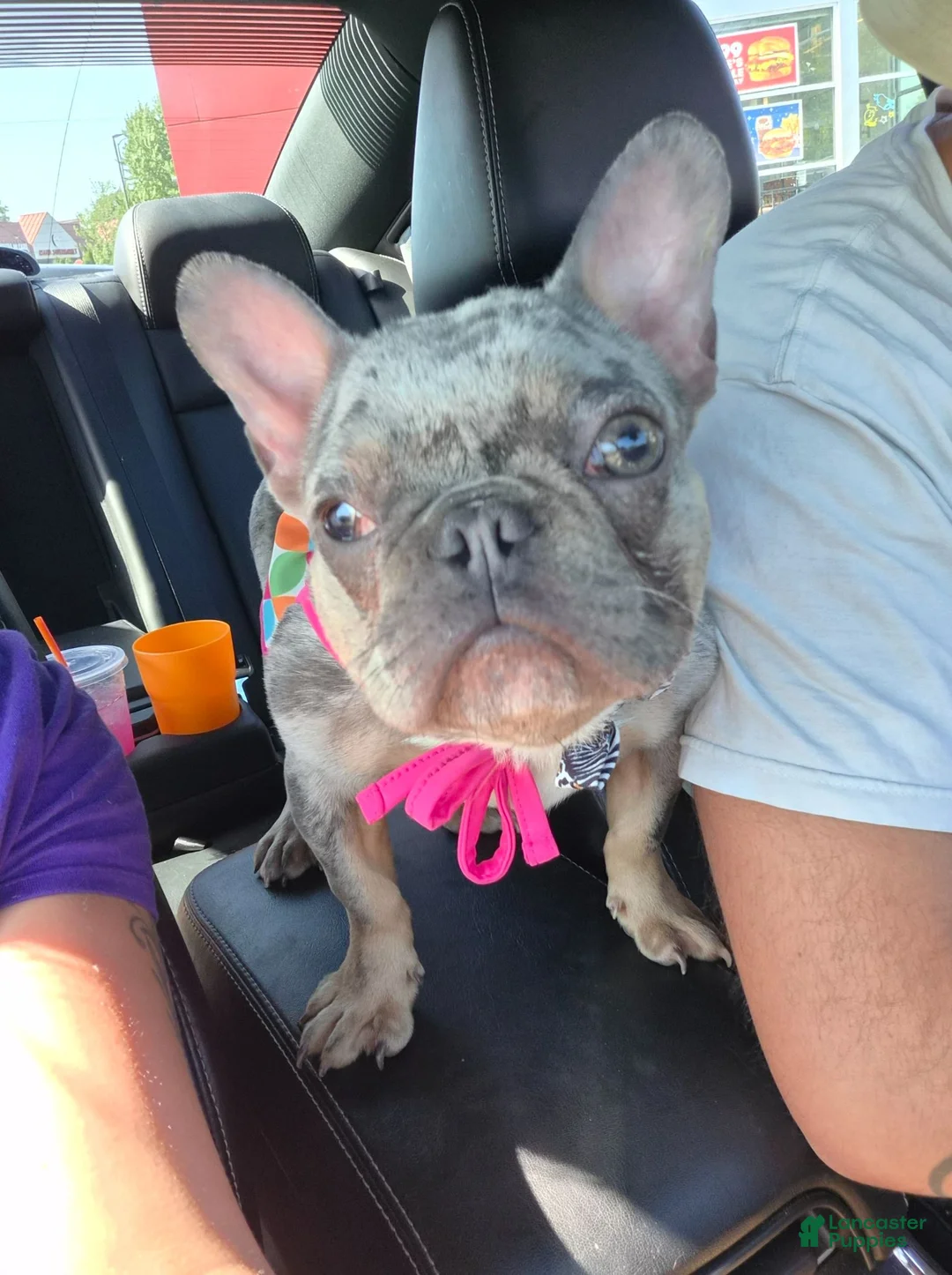 French Bulldog dogs for sale: French Bulldog 1 - Ad 4