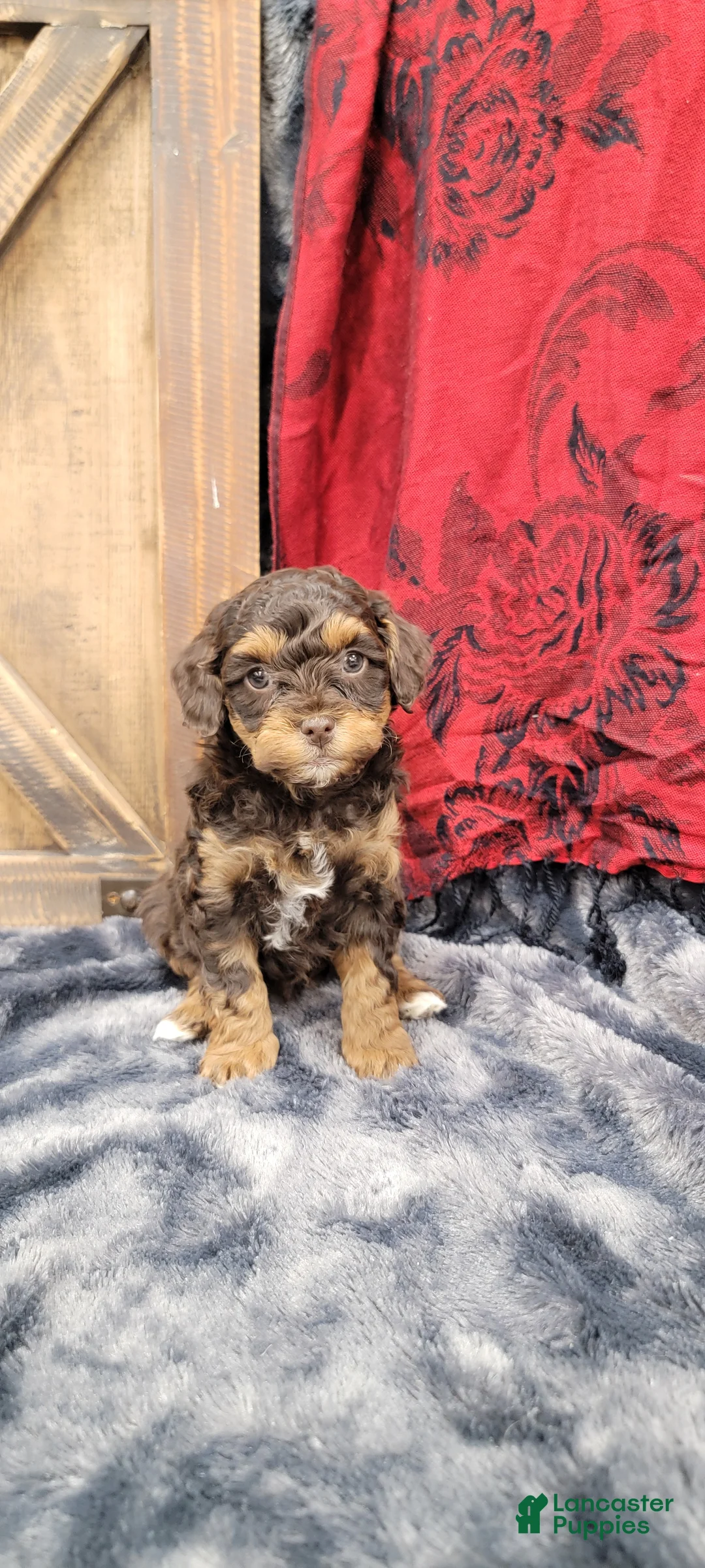Cockapoo dogs for sale: Star - Ad 5