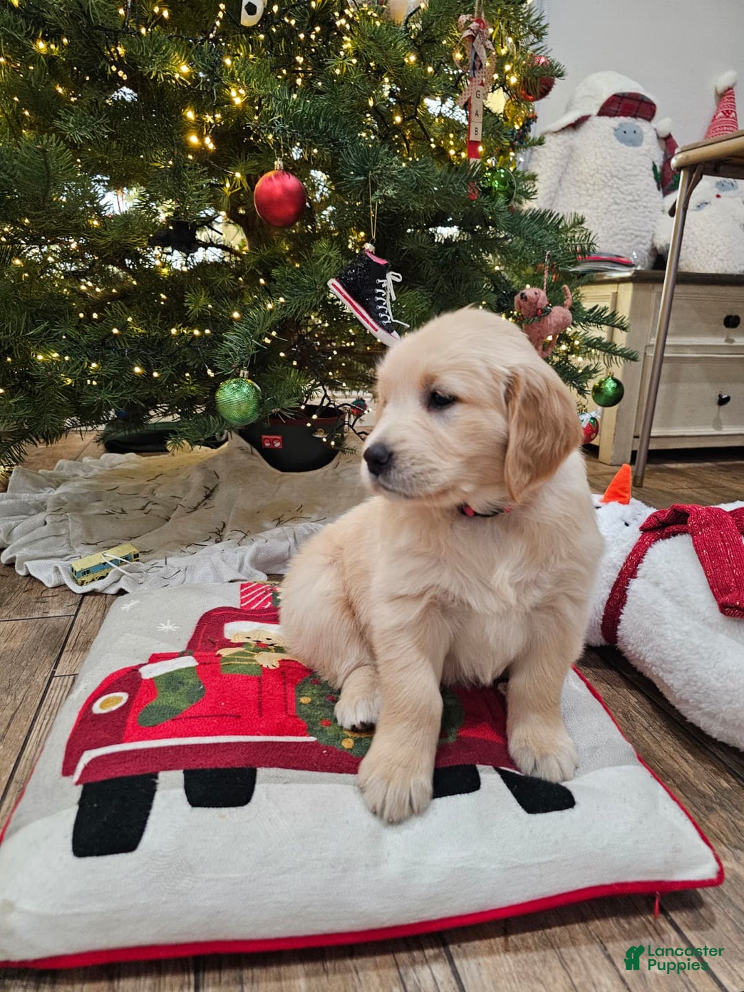 Golden Retriever dogs for sale: Golden Retriever Puppy 4 - Ad 62