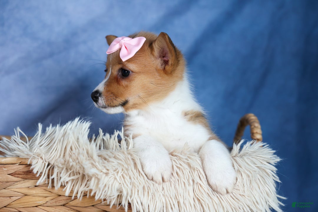 Welsh Corgi Pembroke dogs for sale: Amber - Ad 3