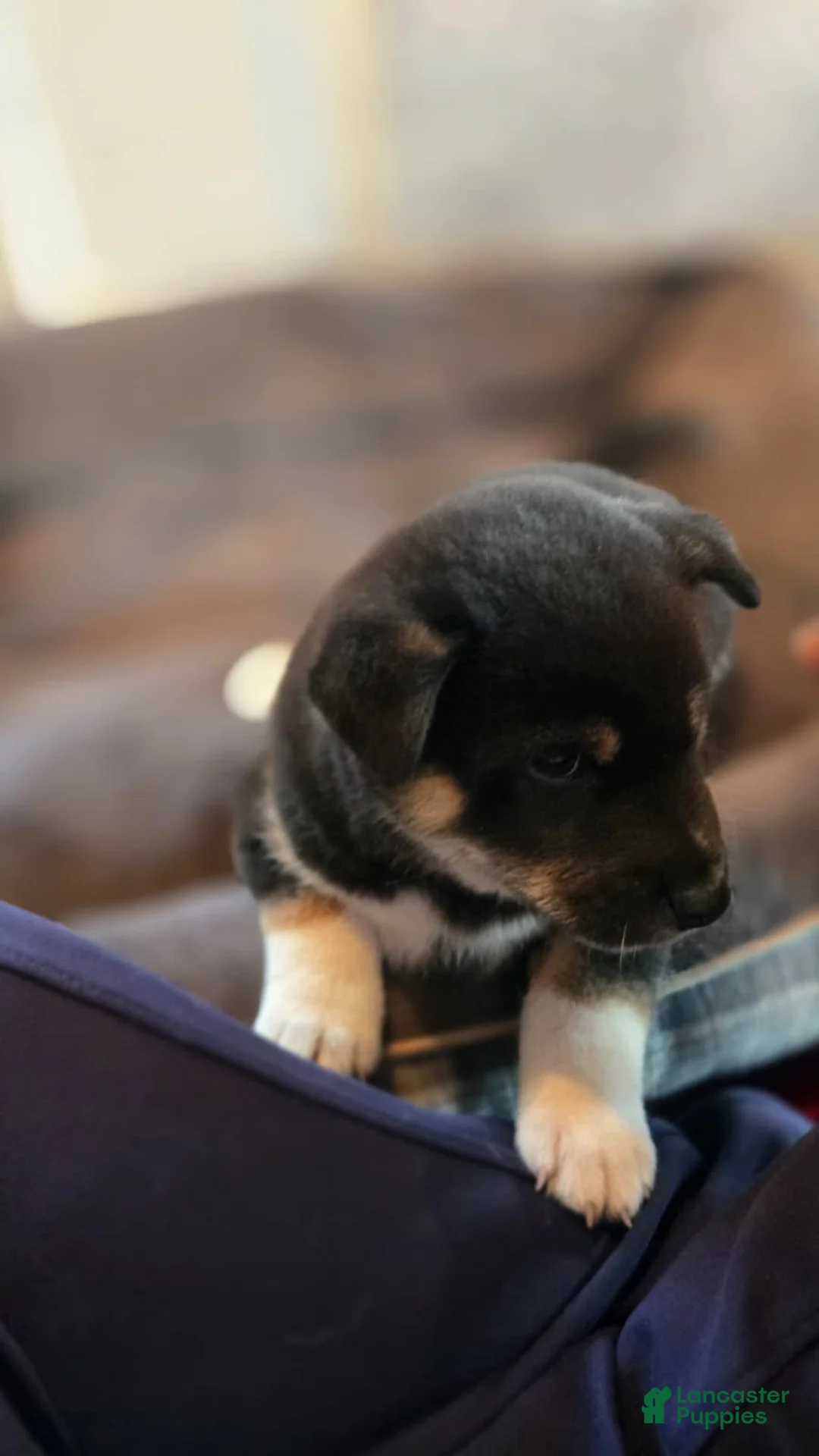 Shiba Inu dogs for sale: Tri-Color/Calico Male - Ad 2