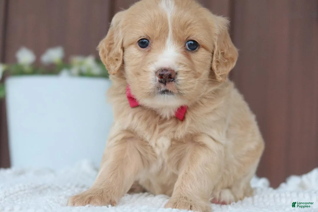 Miniature Golden Retriever dogs for sale: Miniature Golden Retriever Puppy 3 - Ad 3