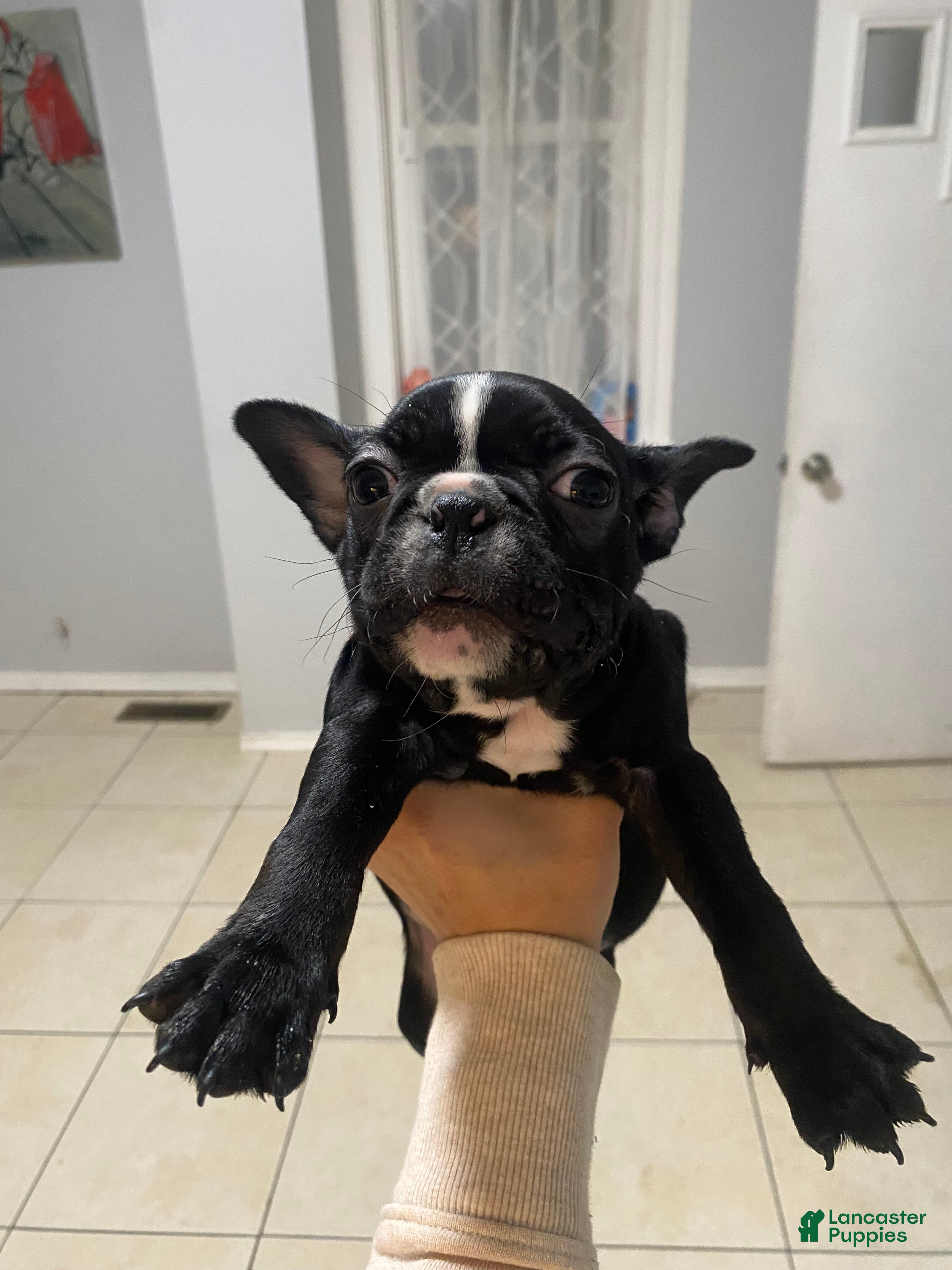 Frenchton dogs for sale: Storm  - Ad 2