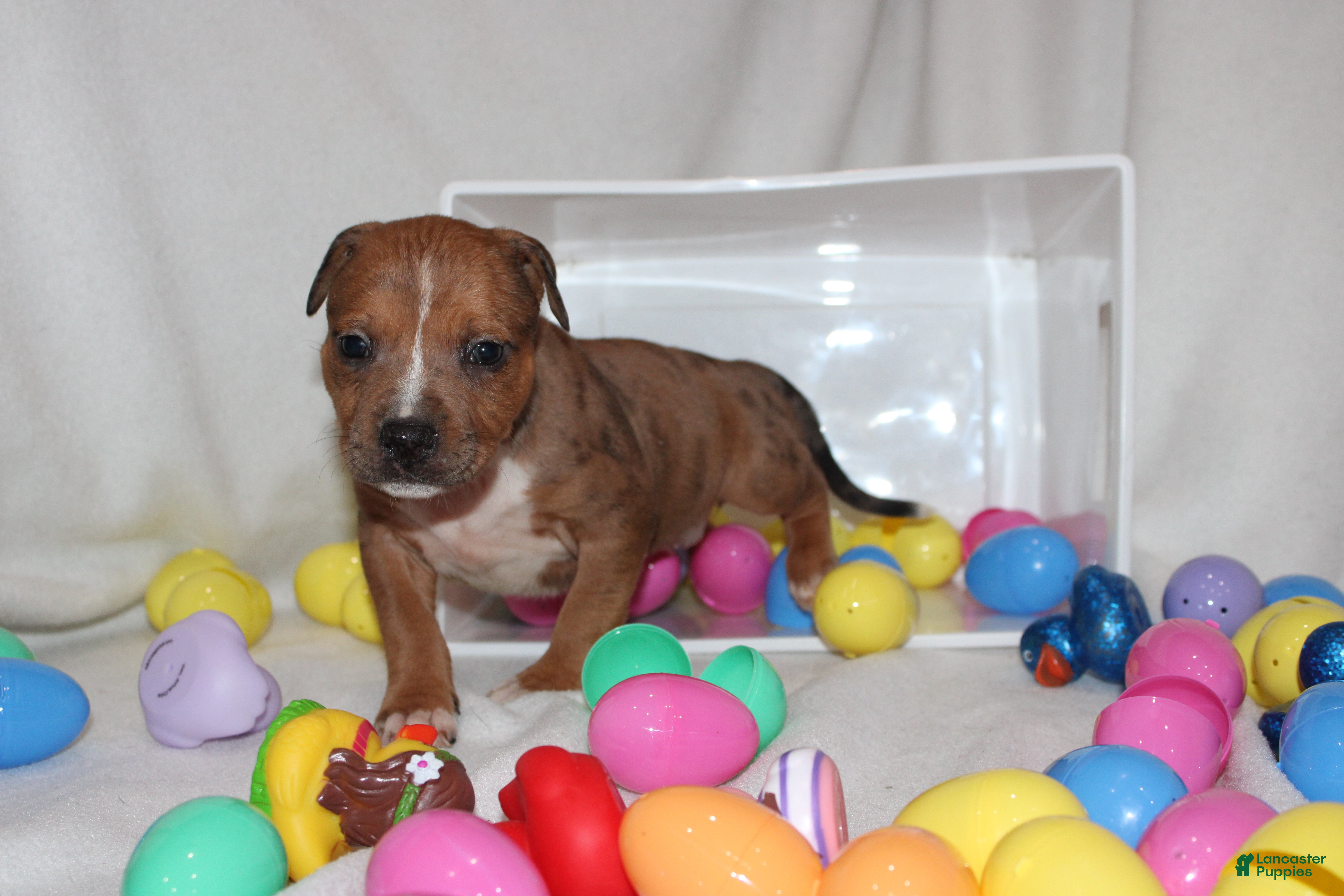 American Bully dogs China - Ad 3