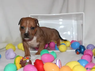 American Bully dogs China - Ad 3