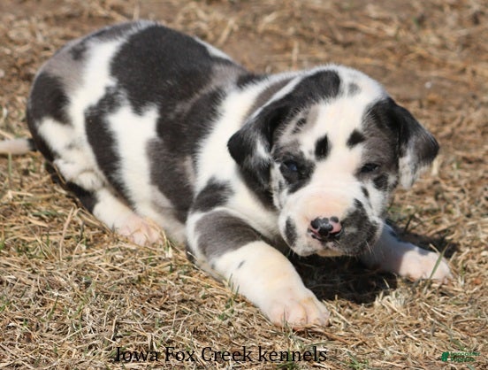 Great Dane dogs Harley - Ad 2