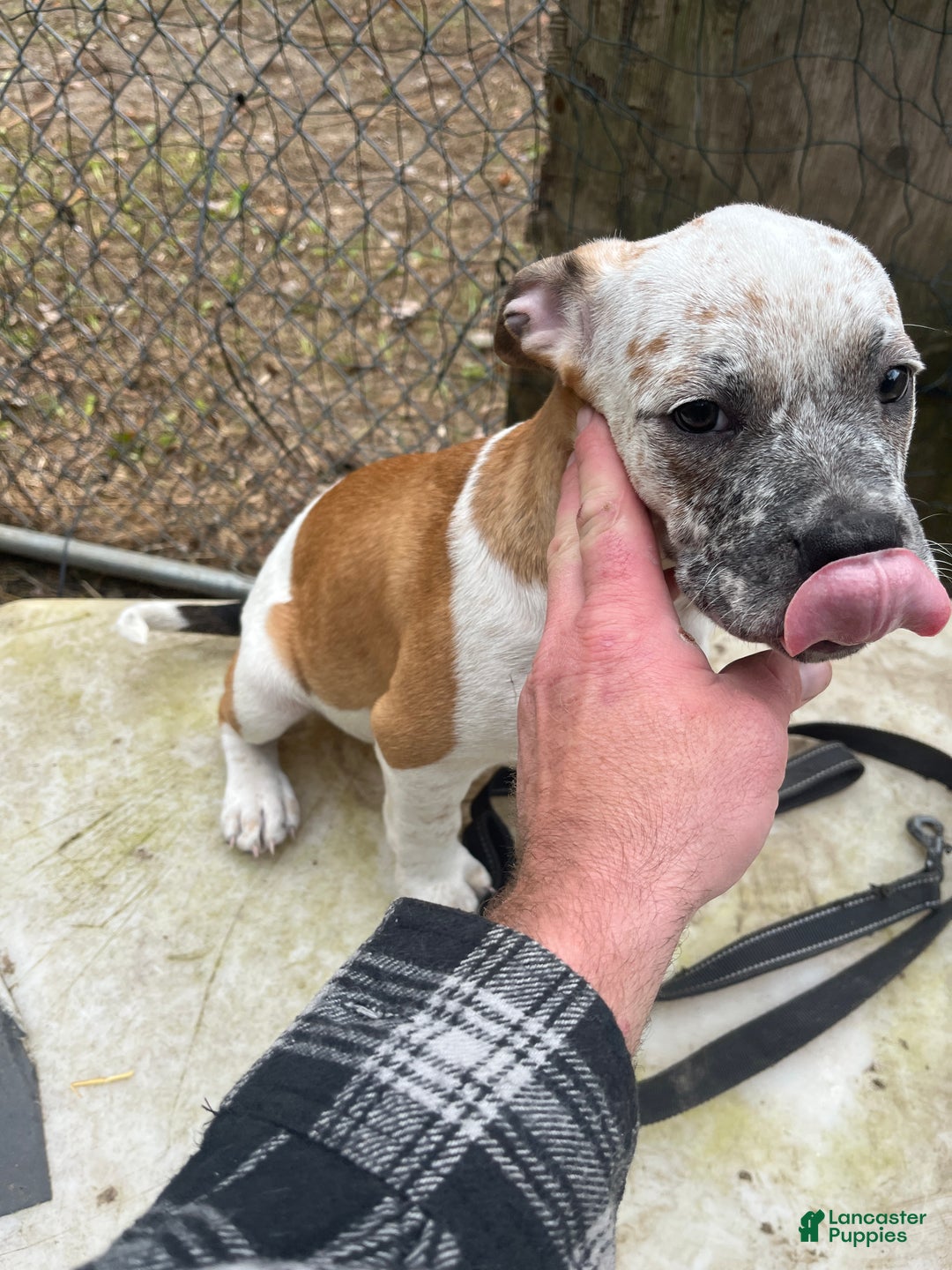 Mixed Breed dogs for sale: Mixed Breed Puppy 2 - Ad 2