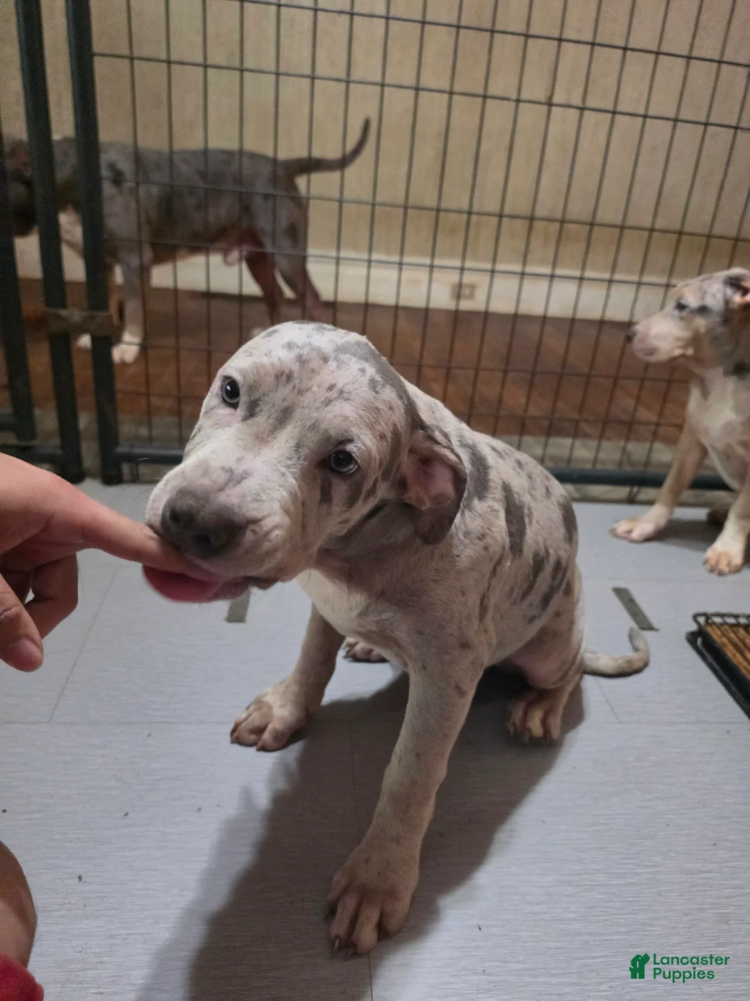 American Bully dogs for sale: American Bully 1 Male - Ad 2
