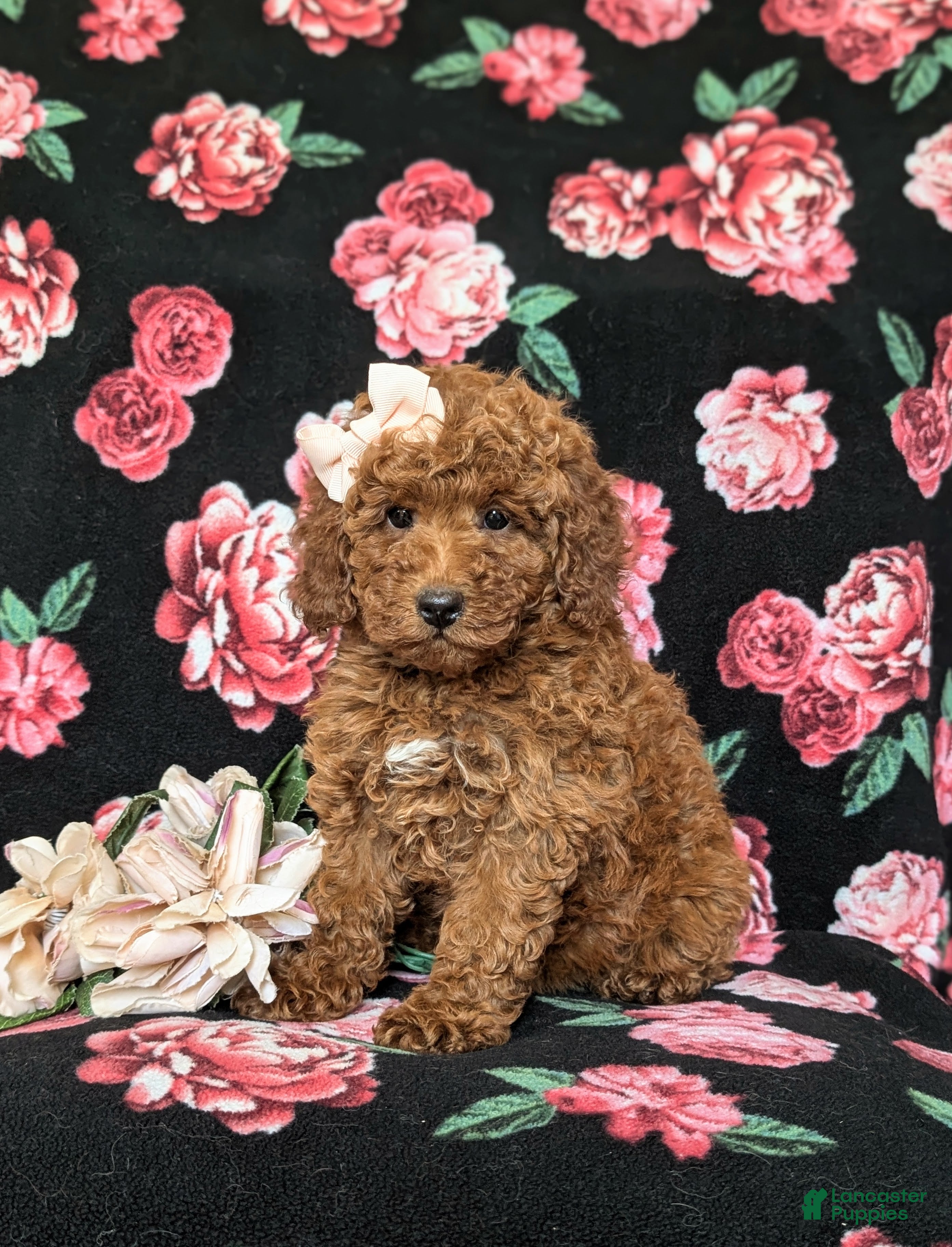 Mini Goldendoodle dogs Abigail Hypoallergenic - Ad 1