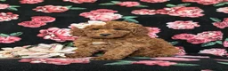 Mini Goldendoodle dogs for sale: Abigail Hypoallergenic - Ad 1