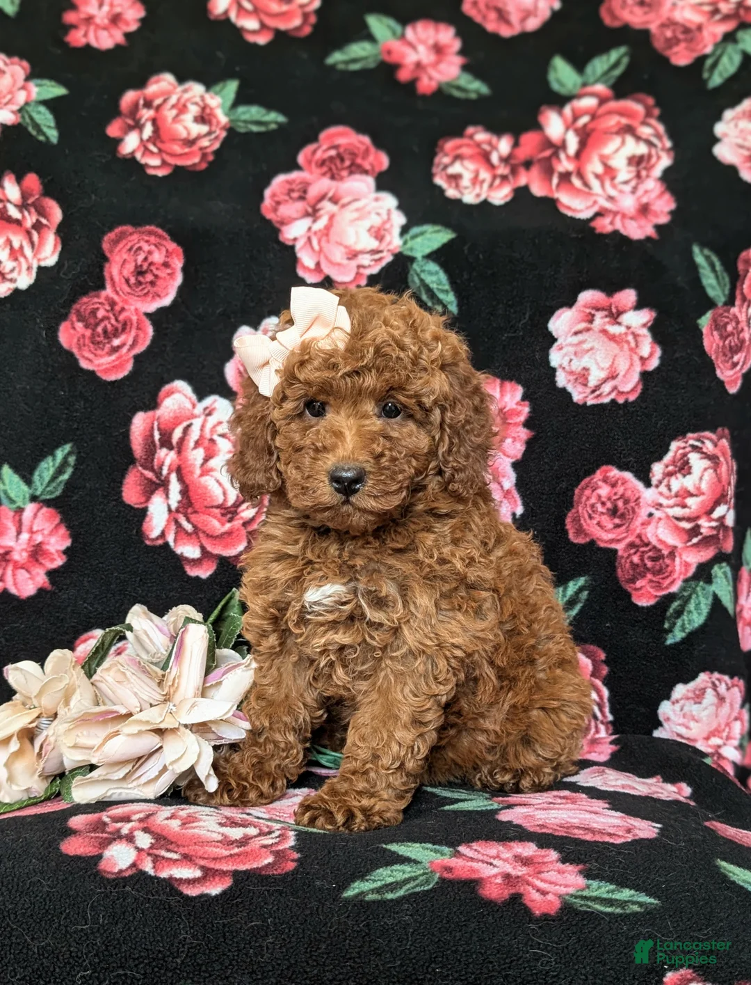 Mini Goldendoodle dogs for sale: Abigail Hypoallergenic - Ad 1