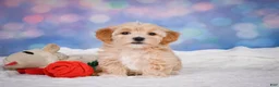 Maltipoo dogs for sale: callie - Ad 11