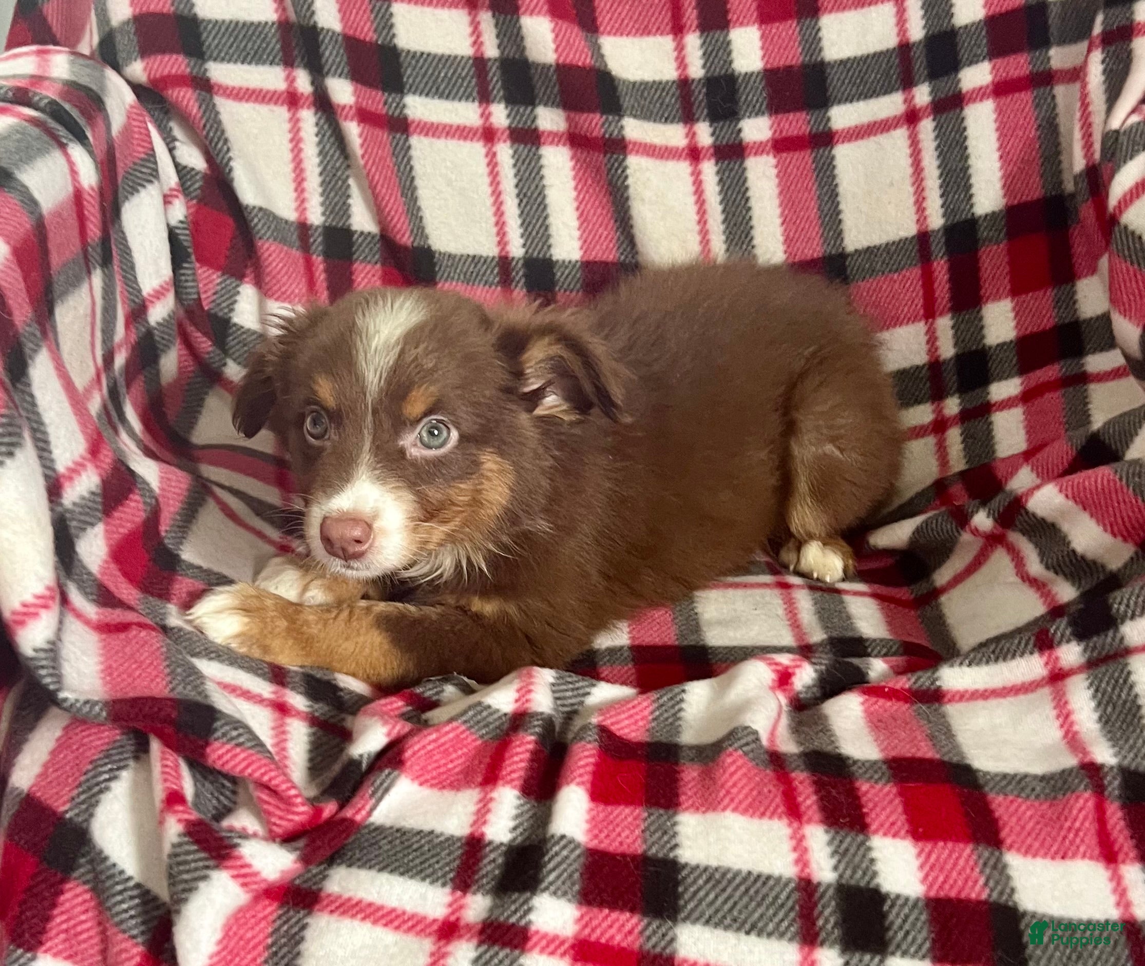 Australian Shepherd dogs April May Girl Australian Shepherd  - Ad 1