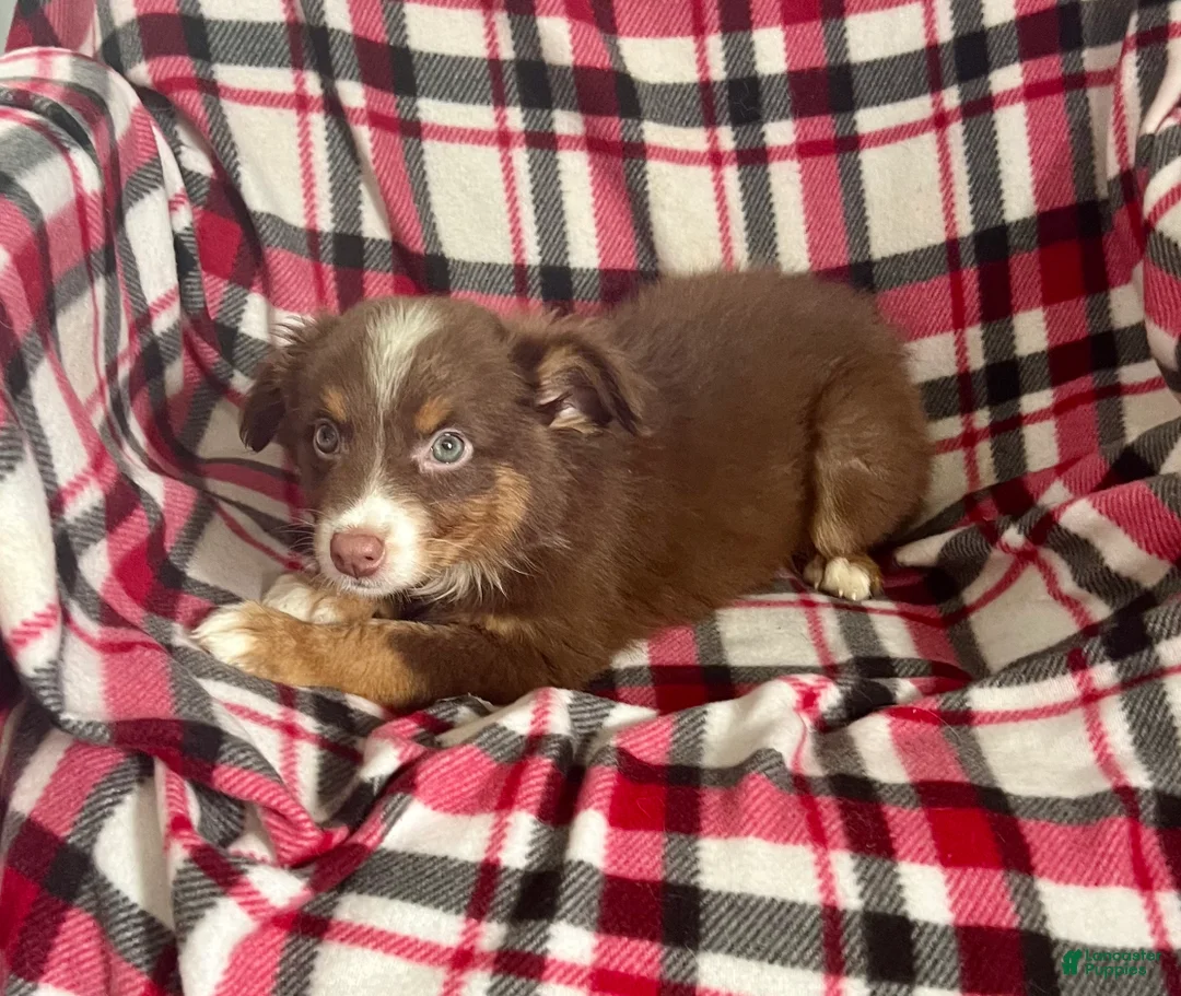 Australian Shepherd dogs for sale: April May Girl Australian Shepherd  - Ad 1