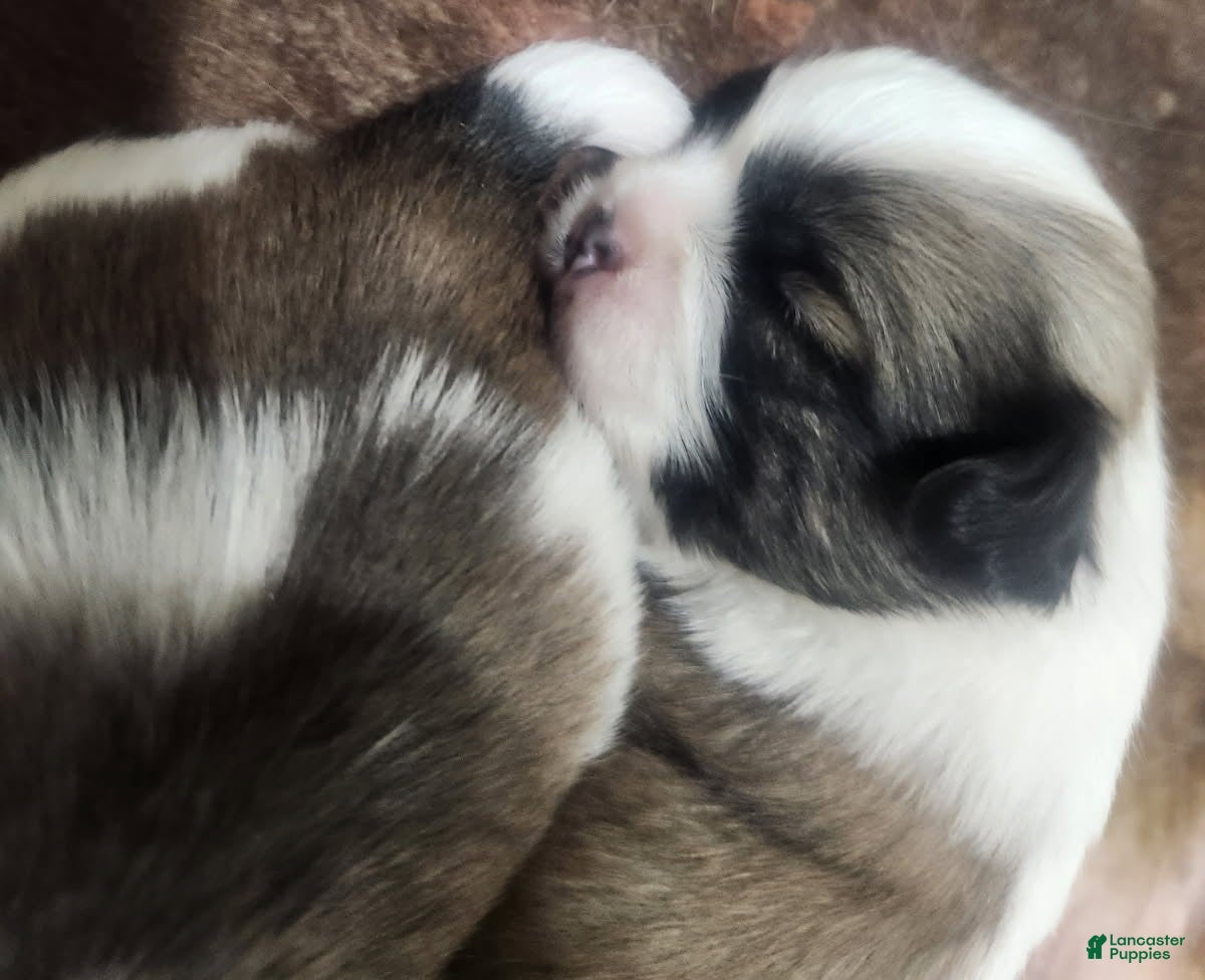 Shih Tzu dogs Shih Tzu Puppy 3 - Ad 22