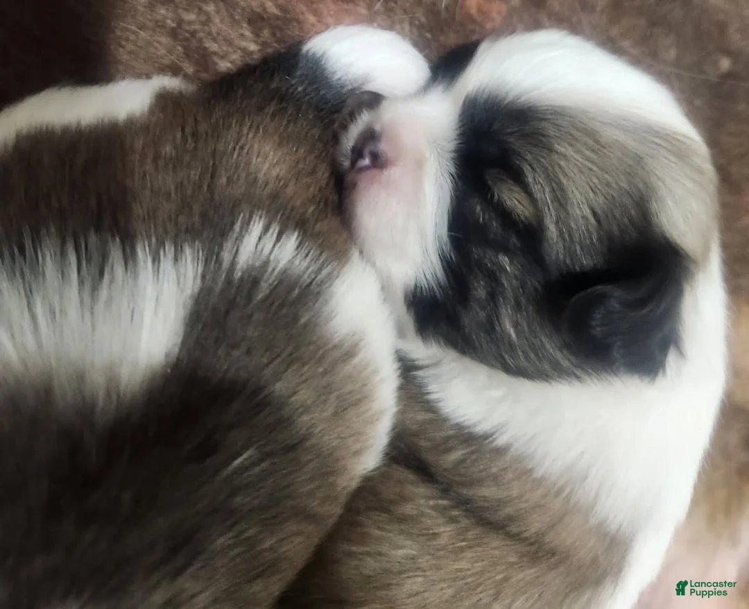 Shih Tzu dogs for sale: Shih Tzu Puppy 3 - Ad 1