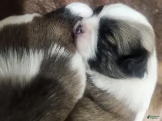 Shih Tzu dogs Shih Tzu Puppy 3 - Ad 10