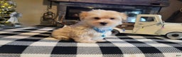 Morkie dogs for sale: Teddy - Ad 1